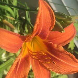 Meet your Posher, Jelitza